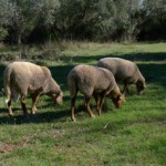 3 moutons